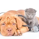 Subcategoría Veterinaria