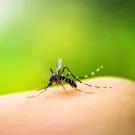 Subcategoría Mosquitos
