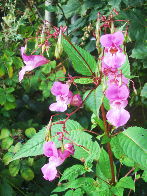 impatiens